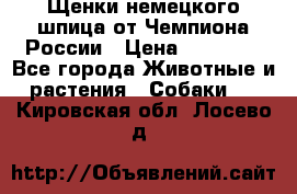 Щенки немецкого шпица от Чемпиона России › Цена ­ 50 000 - Все города Животные и растения » Собаки   . Кировская обл.,Лосево д.